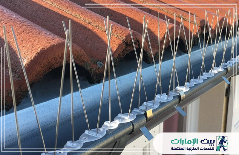 شركة مكافحة حمام في عجمان