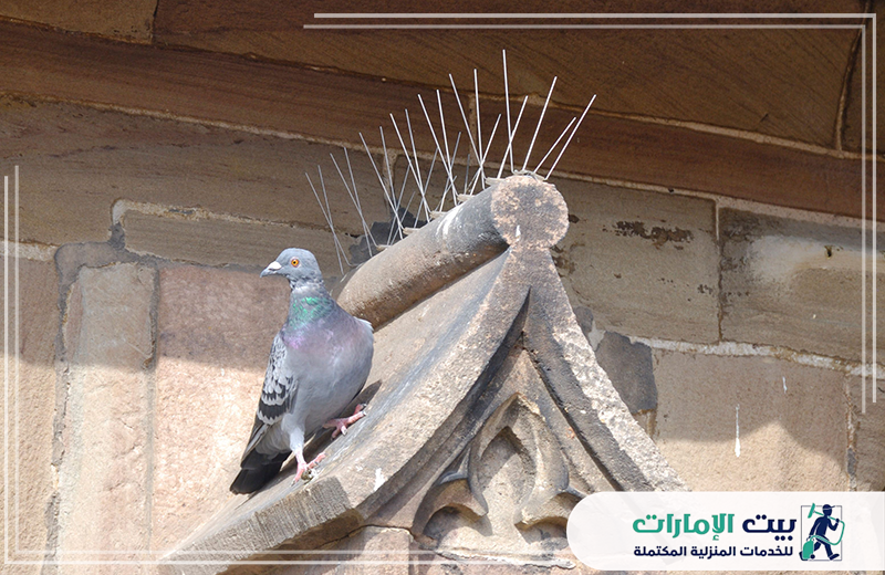 شركة مكافحة الحمام في أم القيوين