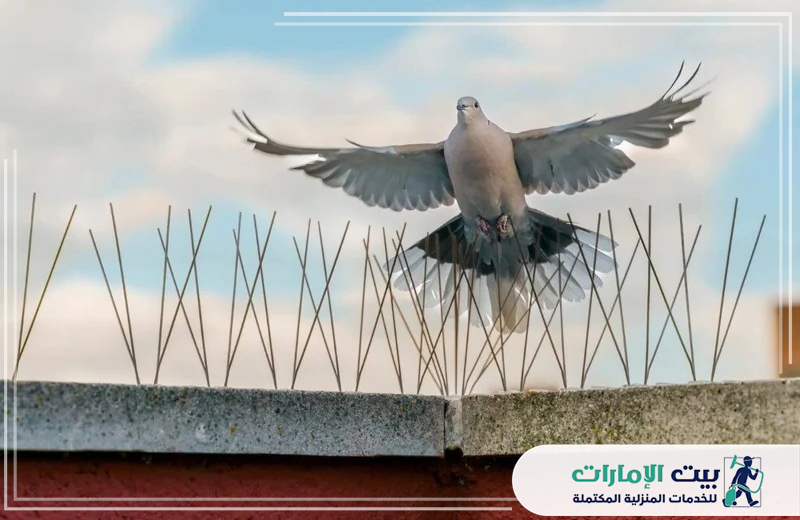 تركيب سلك طارد الحمام في أم القيوين 0509783583 بيت الإمارات تركيب سلك طارد الحمام في أم القيوين