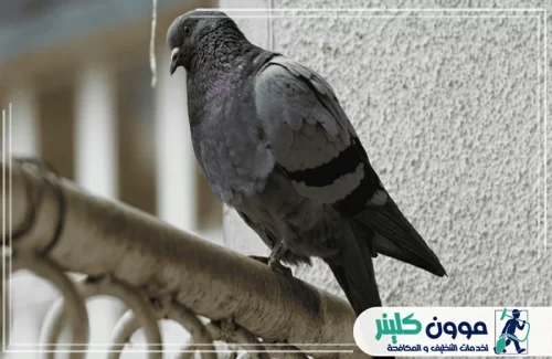 مكافحة الحمام بالفجيرة 0509783583 في شركة بيت الإمارات مكافحة الحمام بالفجيرة تقدم حلولًا فعّالة للحد من انتشار الحمام في الأماكن المختلفة، كما في الصورة، حيث يظهر الحمام جالسًا على حافة نافذة.