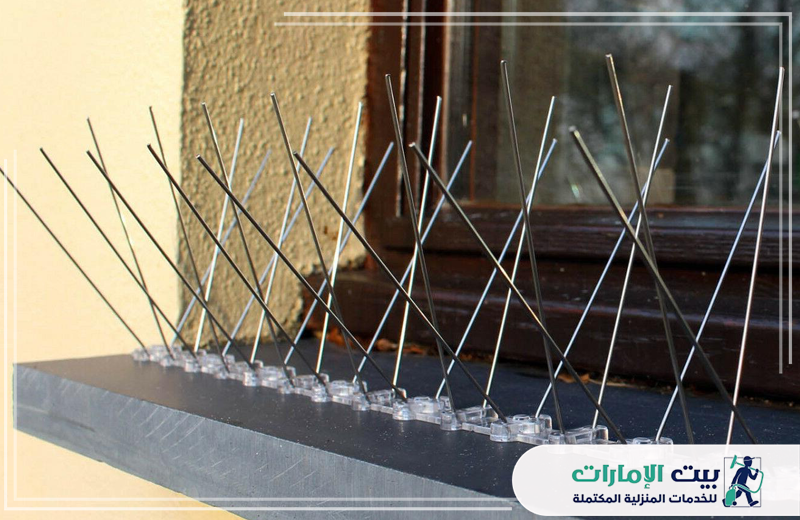 شركة مكافحة الحمام في الفجيرة