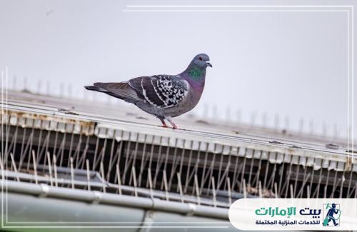 حتى مع وجود الحمام، تبقى حلولنا الأقوى! تُظهر الصورة حمامة تحاول الوقوف على سقف مجهز بأشواك، مما يبرز فعالية الردع دون إيذاء الطائر. شركة بيت الإمارات 0509783583 تضمن أن هذه الحلول ستجعل الحمام يغادر المكان للبحث عن مأوى آخر.