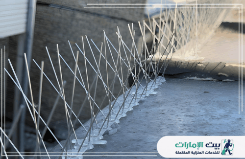 أفضل شركة مكافحة الحمام في الشارقة أفضل شركة مكافحة الحمام في الشارقة