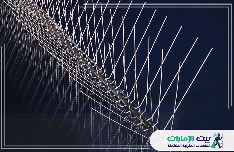 شركة مكافحة الحمام في الشارقة