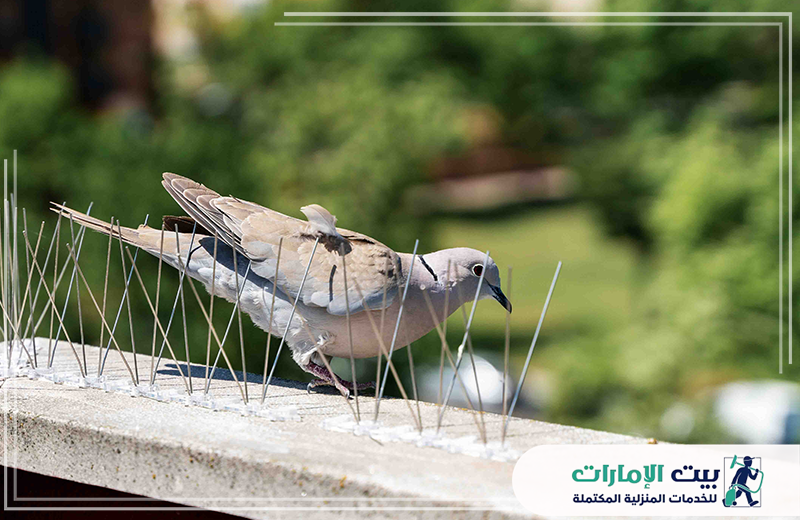 تركيب اشواك طرد الحمام في أم القيوين 0509783583 بيت الإمارات تركيب اشواك طرد الحمام في أم القيوين