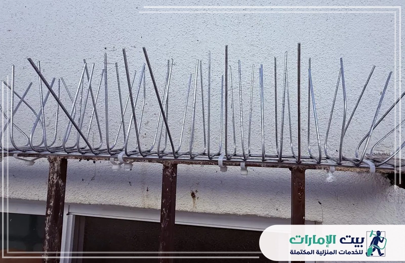 شركات مكافحة الحمام في دبي