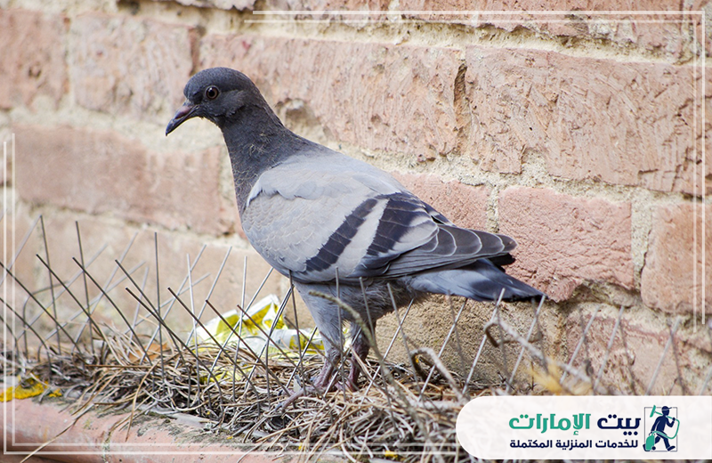 شركة مكافحة الحمام براس الخيمة 0509783583 بيت الإمارات نوفر في شركة مكافحة الحمام براس الخيمة خدمة فعّالة للتخلص من إزعاج وفضلات الحمام.