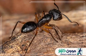 شركة مكافحة النمل في رأس الخيمة