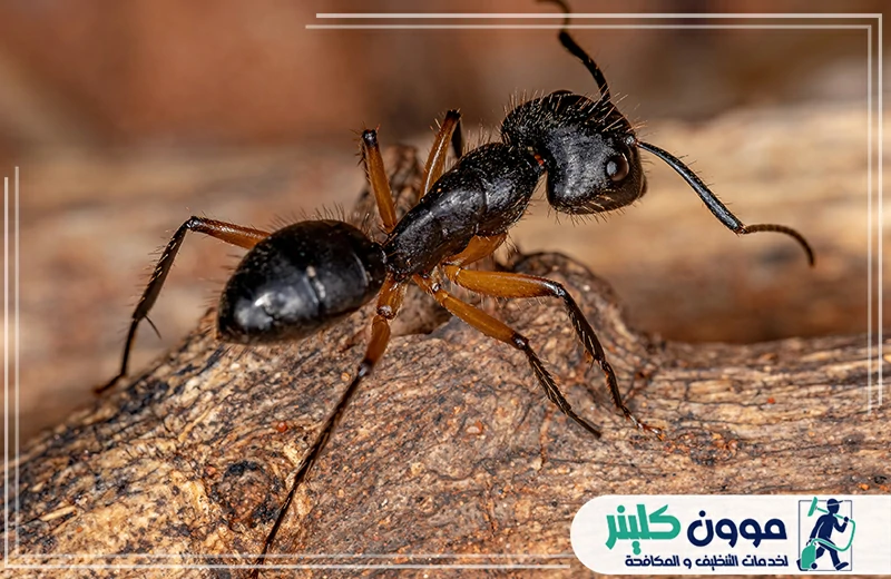 شركة مكافحة النمل في رأس الخيمة