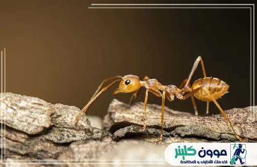 مكافحة النمل في رأس الخيمة