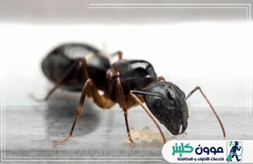 مكافحة النمل الاسود رأس الخيمة