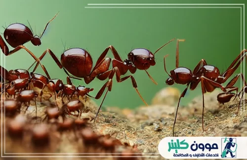 ارخص مكافحة النمل في رأس الخيمة