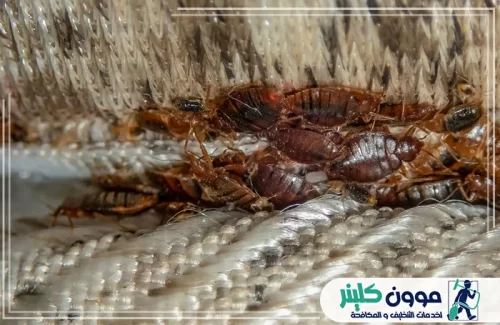 شركة مكافحة البق في راس الخيمة