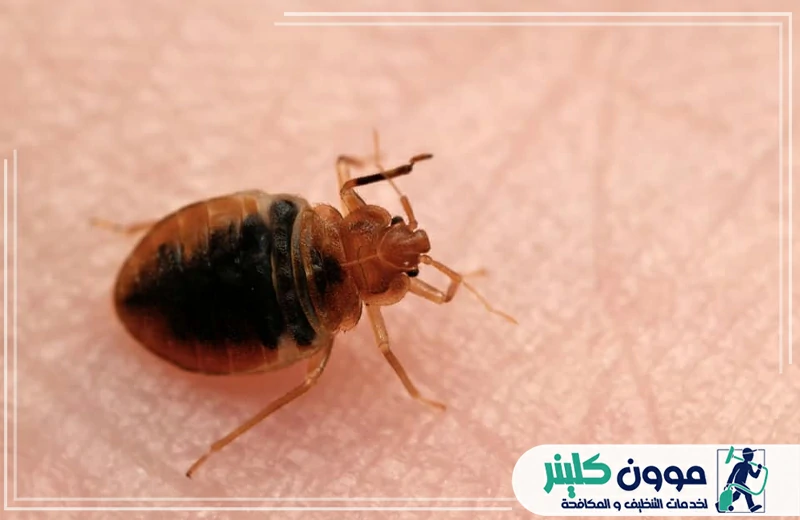 شركة مكافحة البق في عجمان