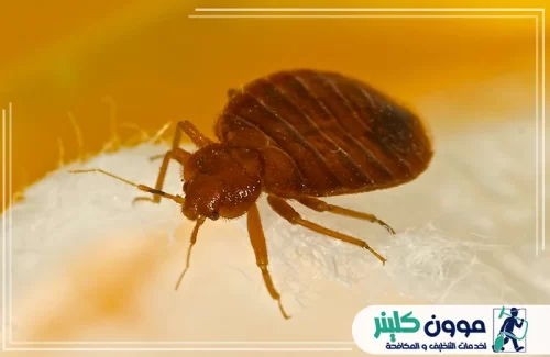 مكافحة بق الفراش في الفجيرة