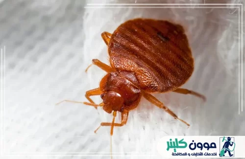 مكافحة البق في راس الخيمة