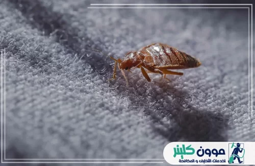 مكافحة البق في عجمان