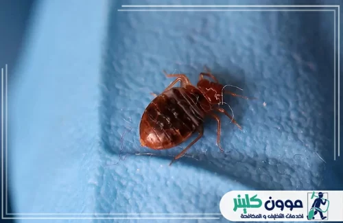 شركة مكافحة البق في راس الخيمة