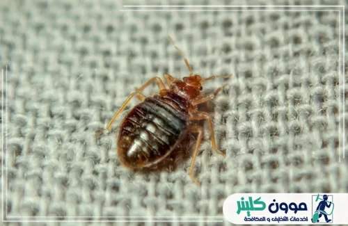 مكافحة البق الفراش بعجمان