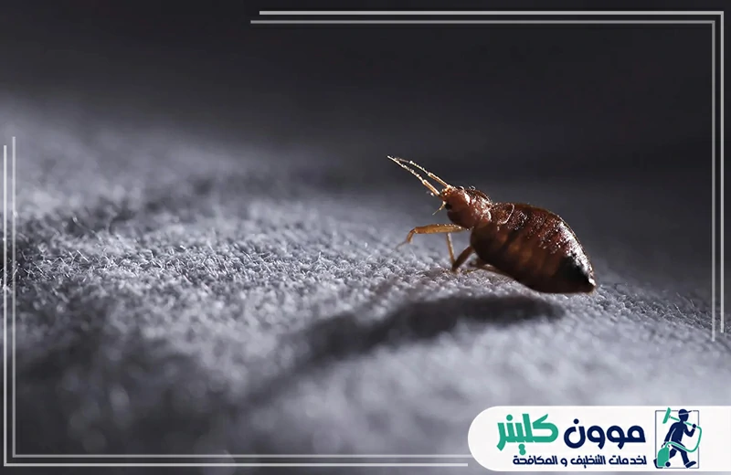 أسعار مكافحة البق في راس الخيمة