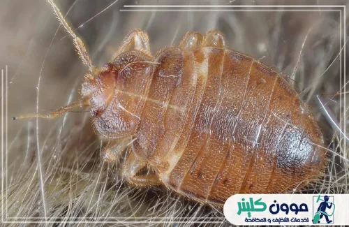 ارخص مكافحة البق بعجمان