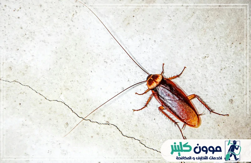 شركة مكافحة الصراصير في الفجيرة