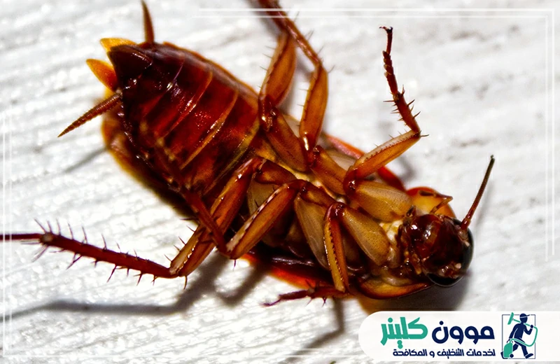 مكافحة الصراصير في الفجيرة