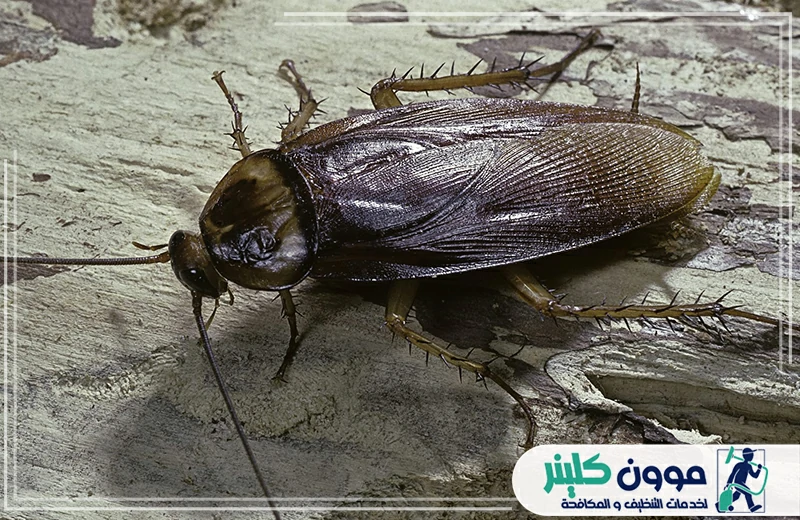 أسعار شركة مكافحة الصراصير في الفجيرة