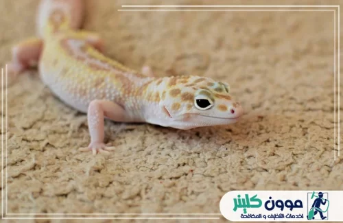 شركة القضاء على البرص في راس الخيمة