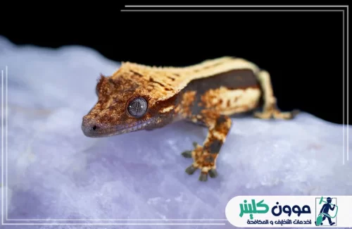 شركات مكافحة البرص براس الخيمة