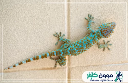 مبيدات مكافحة البرص براس الخيمة