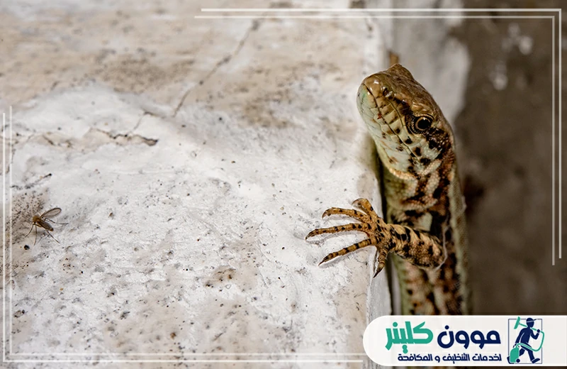 مكافحة البرص في راس الخيمه