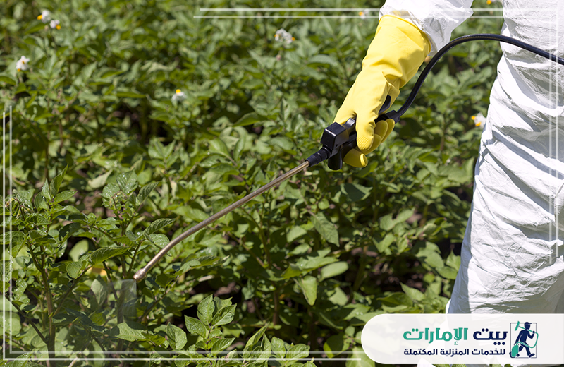 شركة رش مبيدات في عجمان
