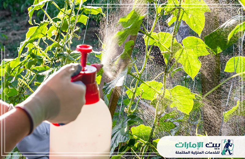 افضل شركة رش مبيدات في عجمان