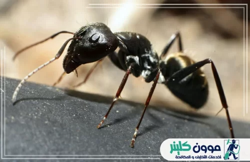 أرخص شركات مكافحة النمل في عجمان