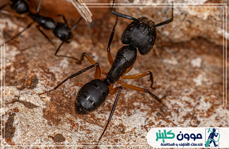 شركة مكافحة نمل عجمان