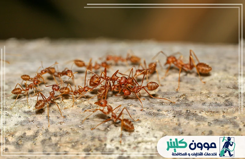 أحسن شركة مكافحة نمل عجمان أحسن شركة مكافحة نمل عجمان