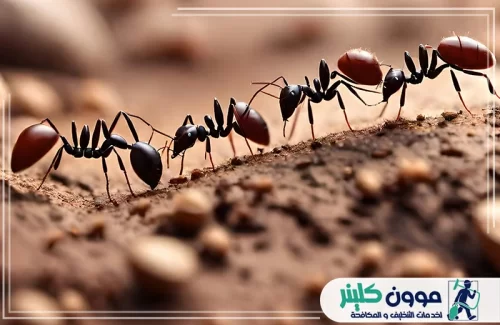 شركة رش مبيدات في عجمان