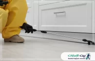 شركة مكافحة الحشرات في الامارات